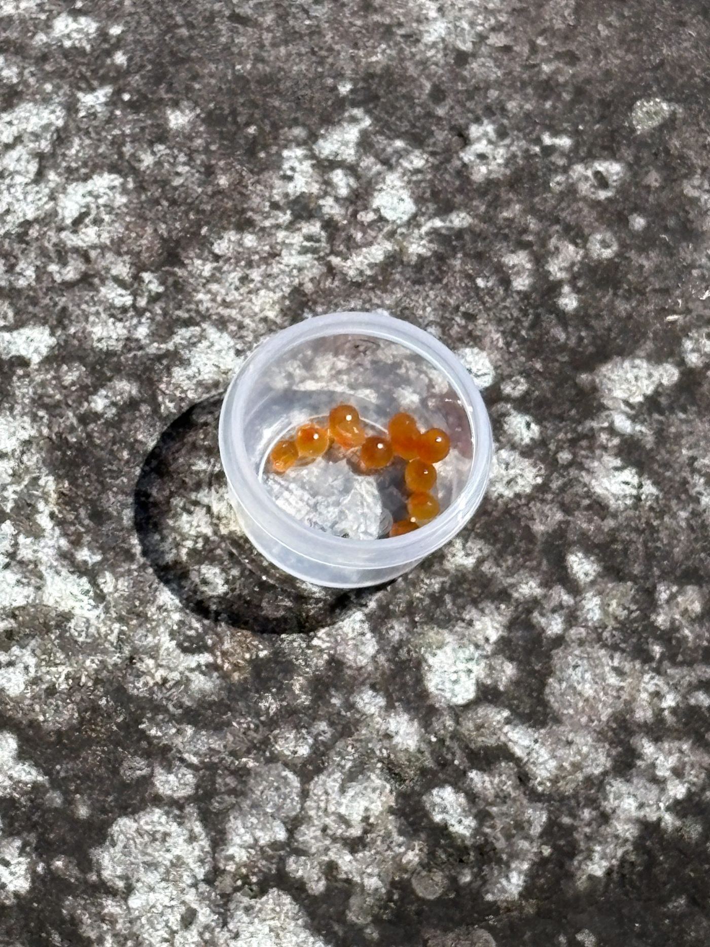 エサ釣りプランの餌のイクラ