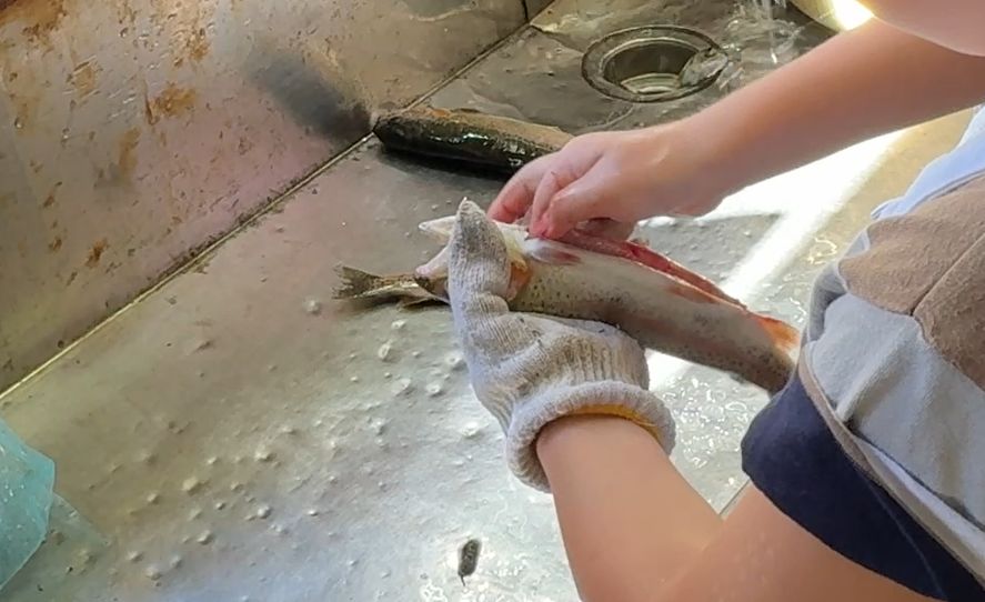 釣ったニジマスを自分でさばく子どもの手元
